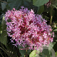 Clerodendrum bungei 30-40 cm 3,0L