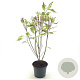 Cornus alba 'Elegantissima' 30-40 cm 3,0L