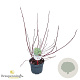 Cornus alba 'Elegantissima' 30-40 cm 3,0L