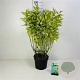 Cornus alba 'Gouchaultii' 30-40 cm 3,0L