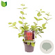 Cornus alba 'Sibirica' 30-40 cm 3,0L