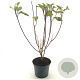 Cornus alba 'Sibirica' 30-40 cm 3,0L