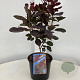 Cotinus cog. 'Royal Purple' 30-40 cm 3,0L