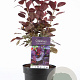 Cotinus cog. 'Royal Purple' 30-40 cm 3,0L