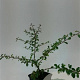 Cotoneaster suec. 'Skogholm' GM P15