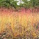 Cornus sang. 'Winter Beauty' 25-30 cm 3,5L