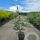Cupressocyparis leylandii 100-120 cm 3,0L