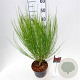Cytisus 'Boskoop Ruby' 30-40 cm 3,0L