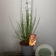 Cytisus 'Lena' 30-40 cm 3,0L