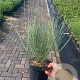 Cytisus praecox 'Allgold' 30-40 cm 3,0L