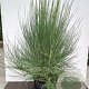 Cytisus 'Zeelandia' 30-40 cm 3,0L
