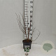 Deutzia cren. 'Pride of Rochester' 30-40 cm 3,0L