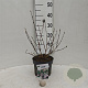 Deutzia hybrida 'Mont Rose' 30-40 cm 3,0L