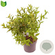 Diervilla sessilif. 'Butterfly' 30-40 cm 3,0L