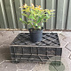 Diervilla splendens 30-40 cm 3,0L