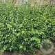 Euonymus fort. 'Coloratus' GM P15