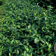 Euonymus fort. 'Dart's Blanket' GM P15