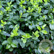 Euonymus fort. 'Hort's Blaze' GM P15