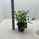 Forsythia int. 'Lynwood' 30-40 cm 3,0L