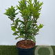 Forsythia int. Minigold 30-40 cm 3,0L