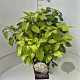 Hydrangea a. 'Annabelle' 40-50 cm 10L