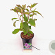 Hydrangea asp. 'Macrophylla' 30-40 cm 3,0L