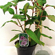 Hydrangea asp. 'Macrophylla' 30-40 cm 3,0L