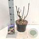 Hydrangea asp. 'Macrophylla' 40-60 cm 7,5L