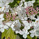 Hydrangea m. 'Mariesii Grandiflora' 25-30 cm 3,5L