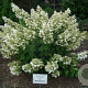 Hydrangea pan. 'Brussels Lace' 30-40 cm 3,0L