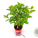 Hydrangea pan. Bonfire 30-40 cm 3,0L