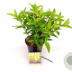 Hydrangea pan. Candlelight 30-40 cm 3,0L