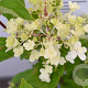 Hydrangea pan. Candlelight 30-40 cm 3,0L
