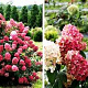 Hydrangea pan. Diamand Rouge 30-40 cm 3,0L