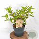 Hydrangea pan. 'Phantom' 30-40 cm 3,0L