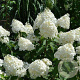 Hydrangea pan. 'Phantom' 50-60 cm 7,5L