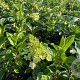 Hydrangea pan. Pinky Winky 30-40 cm 3,0L