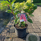 Hydrangea pan. Pinky Winky 30-40 cm 3,0L