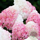 Hydrangea paniculata Pink & Rose 30-40 cm 3,0L