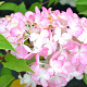 Hydrangea pan. Sundae Fraise 30-40 cm 3,0L