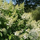 Hydrangea pan. 'Tardiva' 40-60 cm 7,5L
