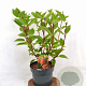 Hydrangea pan. 'Wim's Red' 30-40 cm 3,0L