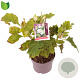 Hydrangea querc. 'Alice' 30-40 cm 3,0L