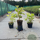 Hydrangea querc. 'Alice' 30-40 cm 3,0L