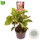Hydrangea querc. 'Amethyst' 30-40 cm 3,0L