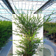 Ilex crenata 'Green Hedge' 25-30 cm 3,5L
