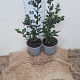 Ilex meserv. 'Blue Prince' 30-40 cm 3,0L