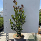 Ilex meserv. 'Blue Prince' 30-40 cm 3,0L