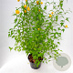 Kerria jap. 'Pleniflora' 30-40 cm 3,0L