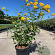 Kerria jap. 'Pleniflora' 30-40 cm 3,0L